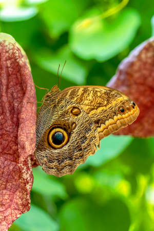 Macro shots, Beautiful nature scene. Closeup beautiful butterfly sitting on the flower in a summer...