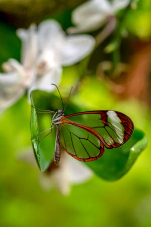 Closeup beautiful glasswing Butterfly (Greta oto) in a summer garden.の写真素材