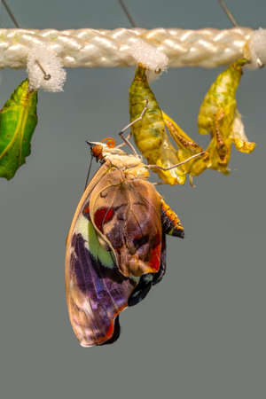 Amazing moment, Monarch butterfly emerging from its chrysalis, Butterflies farm. Sign In Different butterflies chrysalis on a branchの写真素材