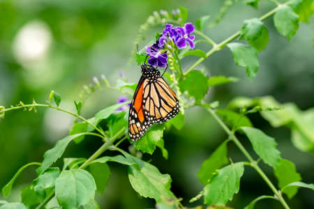Macro shots, Beautiful nature scene. Closeup beautiful butterfly sitting on the flower in a summer garden.の写真素材