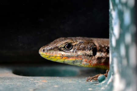Closeup Beautiful lizard in the gardenの写真素材