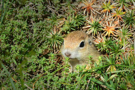 Beautiful nature scene. Closeup beautiful Anatolian place squirrel.