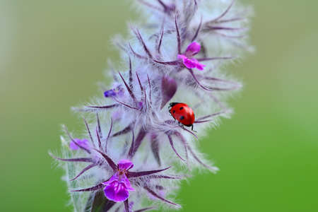 Beautiful Ladybug on dandelion defocused background