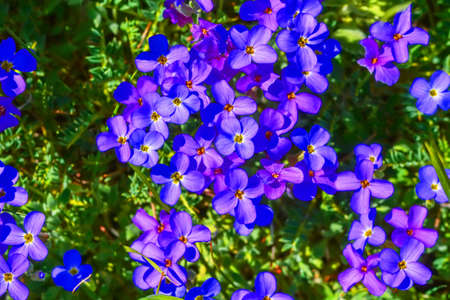 Macro shot of field flowersの写真素材