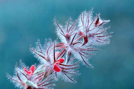 Macro shot of field flowers