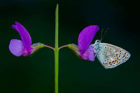 Macro shots, Beautiful nature scene. Closeup beautiful butterfly sitting on the flower in a summer garden.の写真素材