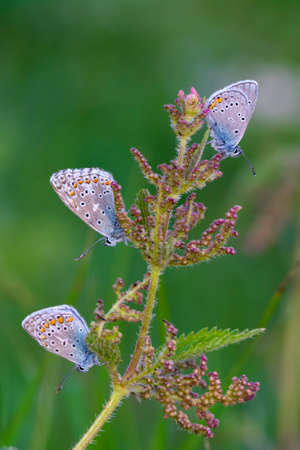 Macro shots, Beautiful nature scene. Closeup beautiful butterfly sitting on the flower in a summer garden.の写真素材