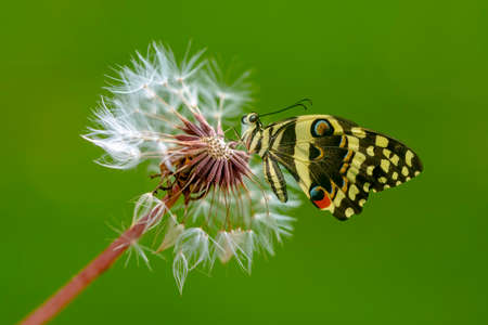 Macro shots, Beautiful nature scene. Closeup beautiful butterfly sitting on the flower in a summer...