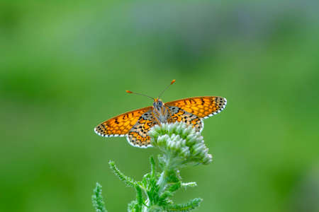 Macro shots, Beautiful nature scene. Closeup beautiful butterfly sitting on the flower in a summer garden.の写真素材