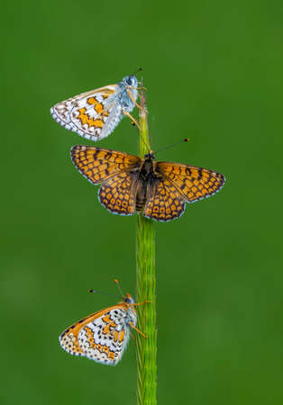 Macro shots, Beautiful nature scene. Closeup beautiful butterfly sitting on the flower in a summer garden.の写真素材
