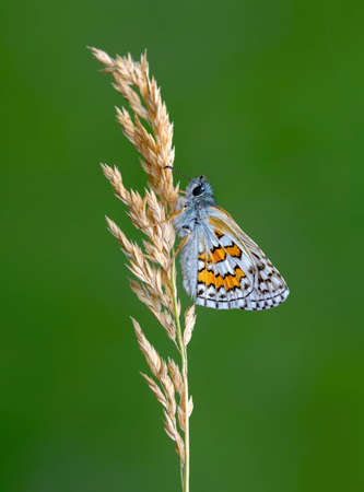 Macro Photography of Moth on Twig of Plant.の写真素材
