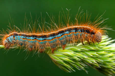 Macro shots, Beautiful nature scene. Close up beautiful caterpillar of butterfly