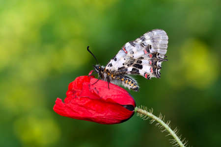 Macro shots, Beautiful nature scene. Closeup beautiful butterfly sitting on the flower in a summer garden.の写真素材
