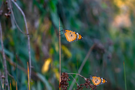 Macro shots, Beautiful nature scene. Closeup beautiful butterfly sitting on the flower in a summer garden.の写真素材