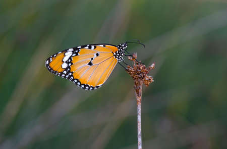 Macro shots, Beautiful nature scene. Closeup beautiful butterfly sitting on the flower in a summer garden.の写真素材