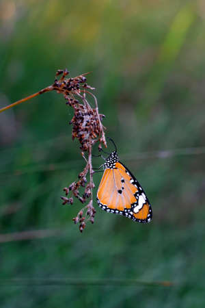 Macro shots, Beautiful nature scene. Closeup beautiful butterfly sitting on the flower in a summer...