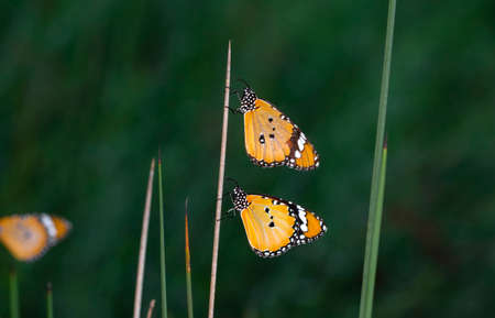 Macro shots, Beautiful nature scene. Closeup beautiful butterfly sitting on the flower in a summer...