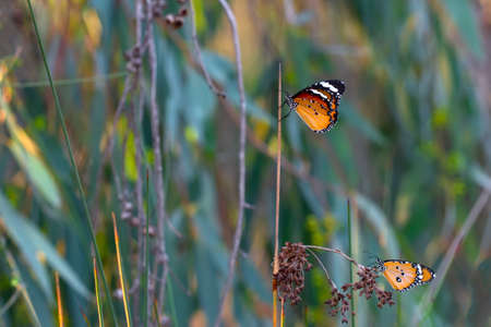 Macro shots, Beautiful nature scene. Closeup beautiful butterfly sitting on the flower in a summer...