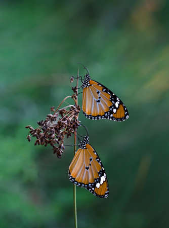Macro shots, Beautiful nature scene. Closeup beautiful butterfly sitting on the flower in a summer garden.の写真素材