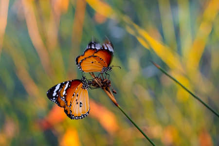 Macro shots, Beautiful nature scene. Closeup beautiful butterfly sitting on the flower in a summer...