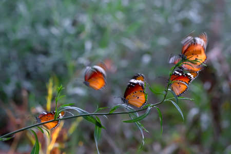 Beautiful monarch butterflies, Danaus chrysippus flying over summer flowers