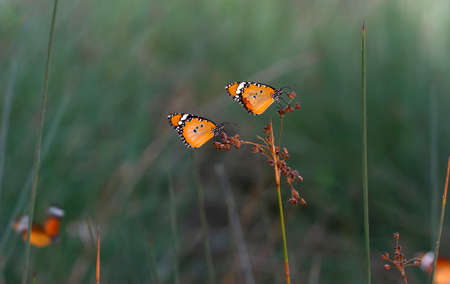 Beautiful monarch butterflies, Danaus chrysippus flying over summer flowersの写真素材