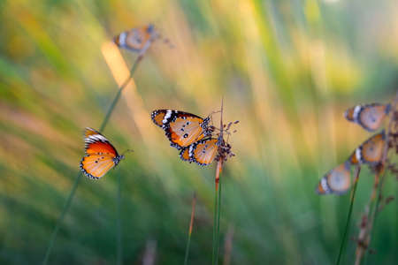 Beautiful monarch butterflies, Danaus chrysippus flying over summer flowersの写真素材