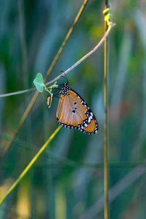 Macro shots, Beautiful nature scene. Closeup beautiful butterfly sitting on the flower in a summer...