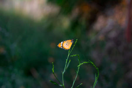 Macro shots, Beautiful nature scene. Closeup beautiful butterfly sitting on the flower in a summer garden.の写真素材
