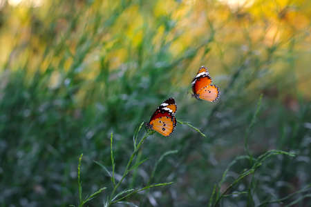 Beautiful monarch butterflies, Danaus chrysippus flying over summer flowers