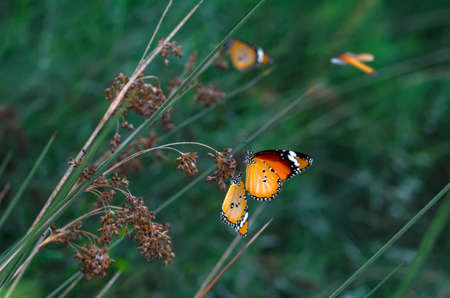 Macro shots, Beautiful nature scene. Closeup beautiful butterfly sitting on the flower in a summer garden.の写真素材
