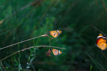Macro shots, Beautiful nature scene. Closeup beautiful butterfly sitting on the flower in a summer garden.の写真素材
