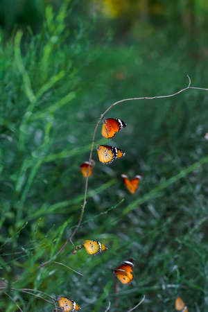 Beautiful monarch butterflies, Danaus chrysippus flying over summer flowers
