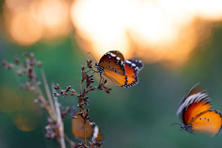 Beautiful monarch butterflies, Danaus chrysippus flying over summer flowersの写真素材