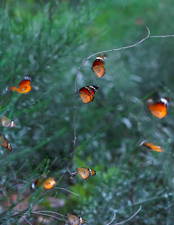 Beautiful monarch butterflies, Danaus chrysippus flying over summer flowers