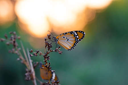 Macro shots, Beautiful nature scene. Closeup beautiful butterfly sitting on the flower in a summer garden.の写真素材