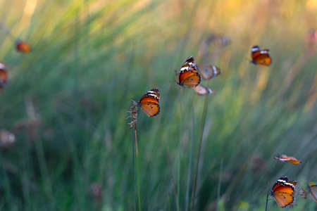 Beautiful monarch butterflies, Danaus chrysippus flying over summer flowers