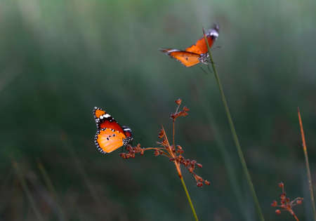 Beautiful monarch butterflies, Danaus chrysippus flying over summer flowers