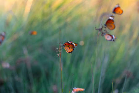 Beautiful monarch butterflies, Danaus chrysippus flying over summer flowersの写真素材
