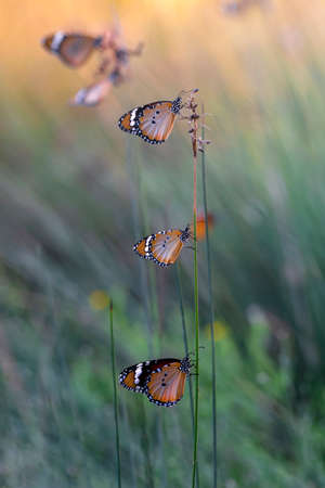Beautiful monarch butterflies, Danaus chrysippus flying over summer flowers