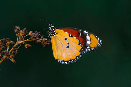 Macro shots, Beautiful nature scene. Closeup beautiful butterfly sitting on the flower in a summer garden.の写真素材