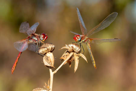 Macro shots, showing of eyes dragonfly and wings detail. Beautiful dragonfly in the nature habitat.