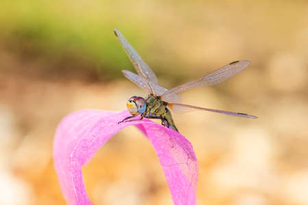 Macro shots, showing of eyes dragonfly and wings detail. Beautiful dragonfly in the nature habitat.の写真素材