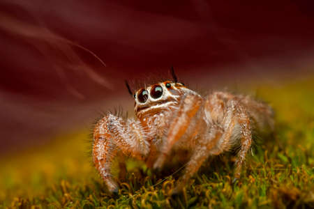 Close up beautiful jumping spider