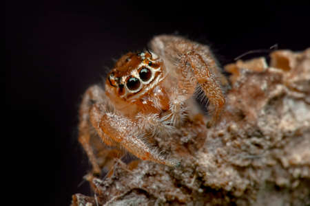 Close up beautiful jumping spider