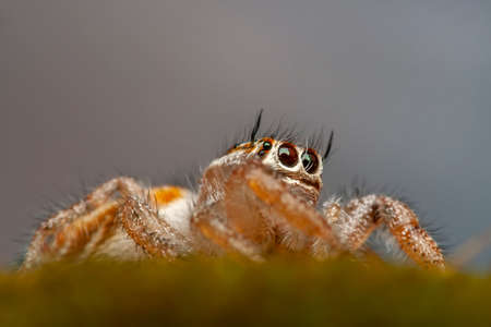 Close up beautiful jumping spiderの写真素材