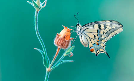 Macro shots, Beautiful nature scene. Closeup beautiful butterfly sitting on the flower in a summer...