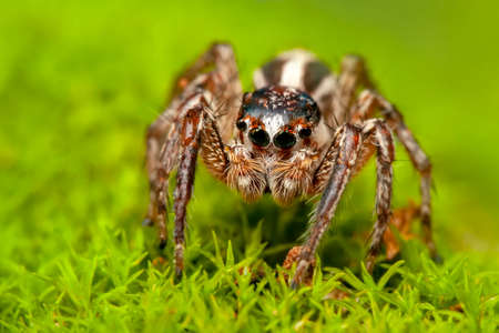 Close up beautiful jumping spider