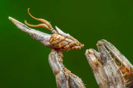 Close up of pair of Beautiful European mantis (Mantis religiosa)の写真素材