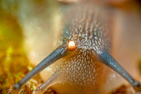 Close up beautiful Snail in the garden